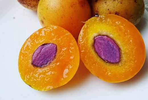 Ingin Diet Sehat Sekalian Cegah Diabetes? Coba deh Makan Gandaria - GenPI.co SULTRA