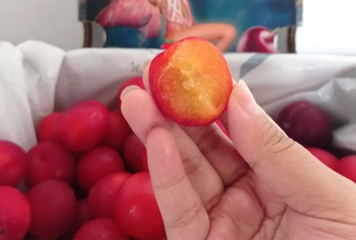 Buah Plum, Si Kecil dengan 7 Manfaat Sangat Besar Bagi Tubuh Anda - GenPI.co SULTRA