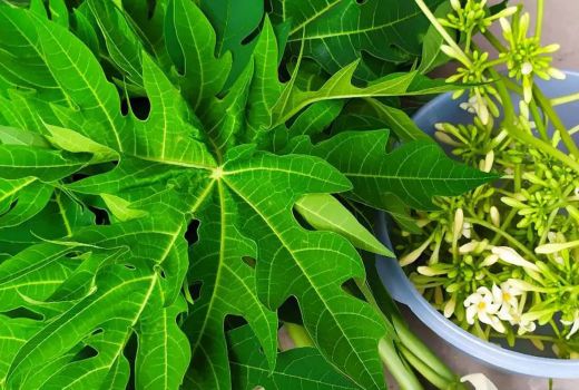 Cuma Makan Daun Ini, Kanker Mematikan Bisa Bablas Minggat - GenPI.co SULTRA