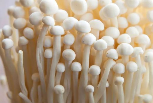 Jamur Unyu-Unyu Enoki Mampu Mencegah Kanker, Benarkah? - GenPI.co SULTRA