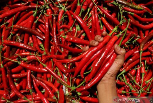 9 Sayuran Merah yang Mulai Dilirik karena Khasiatnya Bagi Tubuh - GenPI.co SULTRA