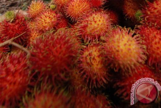 Baru Tahu, Buah Ini Ternyata Ampuh Jaga Kondisi di Tengah Pandemi - GenPI.co SULTRA