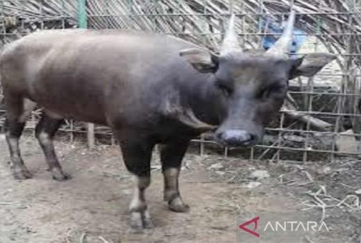 Taman Nasional Watumohai Kedatangan Sabtu dan Deandra, Comelnya - GenPI.co SULTRA