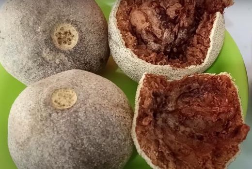 Kawista Buah Serbabisa, Tetapi Nggak Banyak Dikenal Warga +62 - GenPI.co SULTRA