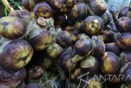 Mirip Kolang-kaling, Buah Lontar Paten Kuras Lemak Tubuh Anda - GenPI.co SULTRA