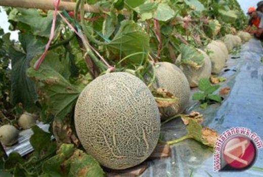 Ingin Kulit Cerah? Coba Makan Buah Melon Pengganti Skin Care - GenPI.co SULTRA
