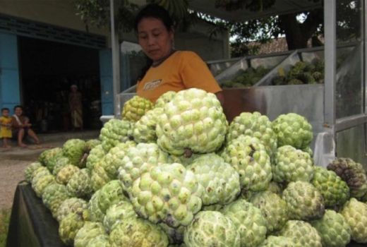 Dahsyatnya Buah Srikaya, Berantas Kutu Rambut Hingga Kanker - GenPI.co SULTRA
