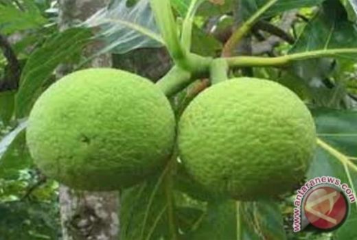 Selain Dagingnya Lezat Empuk, Ini Sederet Khasiat Buah Sukun - GenPI.co SULTRA