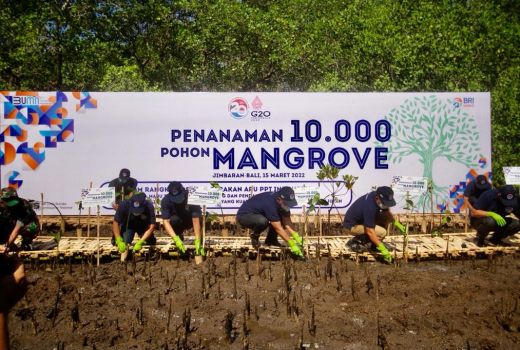 Lawan Green Financial Crime, BRI dan PPATK Tanam 10 Ribu Mangrove - GenPI.co SULTRA