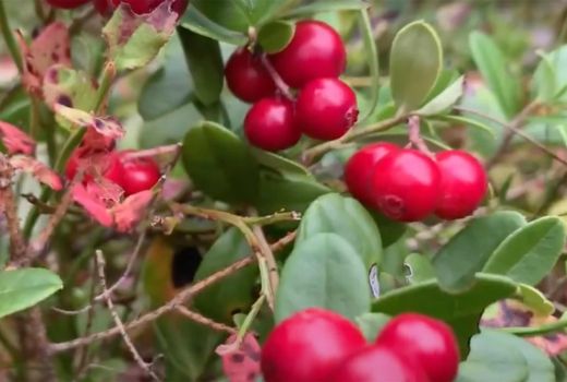 Buah Sangat Langka dan Paling Istimewa, Bisa Obati Sakit Parah - GenPI.co SULTRA