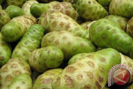 Buah Mengkudu, Dulu Dibenci Sekarang Dirindu karena Khasiatnya - GenPI.co SULTRA