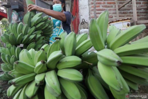 Luar Biasa, Khasiat Pisang Kepok yang Sering Diabaikan - GenPI.co SULTRA