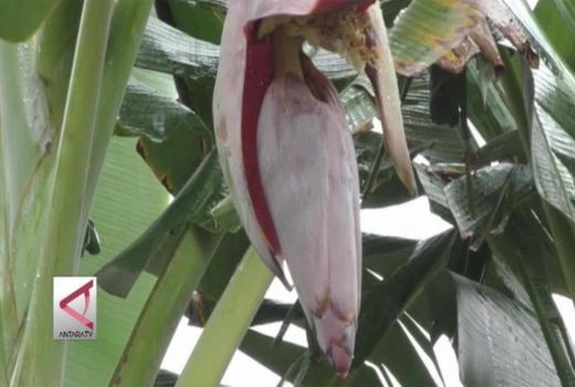 Makan Jantung Pisang Atasi Komplikasi Diabetes sampai Prostat - GenPI.co SULTRA