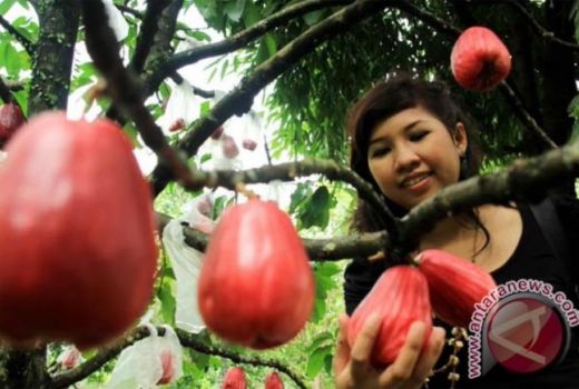 Bukan Jambu Air, Tapi Buah Ini Punya 7 Manfaat Sangat Luar Biasa - GenPI.co SULTRA