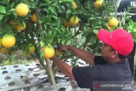 Buah Jeruk Asal Jepang Ini Bisa Bikin Mood Cewek Super Bahagia - GenPI.co SULTRA