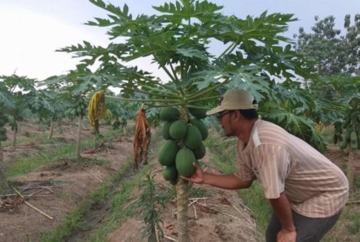 Manfaat Daun Pepaya, Obati Demam Berdarah dan Kanker Payudara - GenPI.co SULTRA