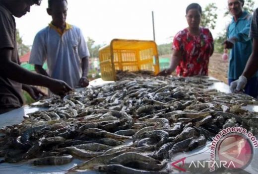 Produksi Ikan Bombana Ditargetkan Naik 40 Persen di 2022, Mantap - GenPI.co SULTRA