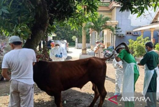 Antisipasi Kasus PMK Pada Sapi, Sulkarnain: Kita Cek Dulu - GenPI.co SULTRA