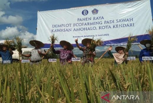 Panen Padi Organik Berlipat Ganda, Petani Diberi Bonus 100 Sapi - GenPI.co SULTRA