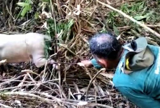 Dramatis! Penyelamatan Babi Langka Paling Dilindungi di Indonesia Hampir Mati - GenPI.co SULTRA