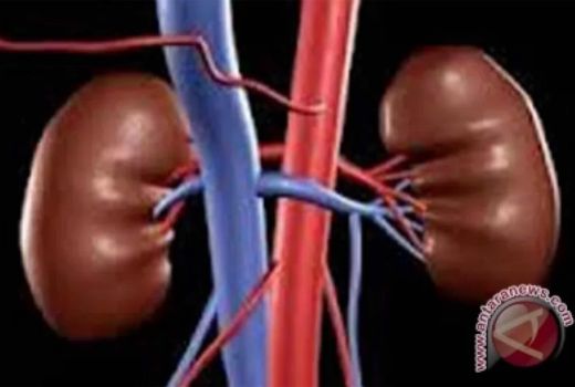 Dinkes Sultra Akhirnya Akui 3 Anak Meninggal Diduga Minum Paracetamol Sirop - GenPI.co SULTRA