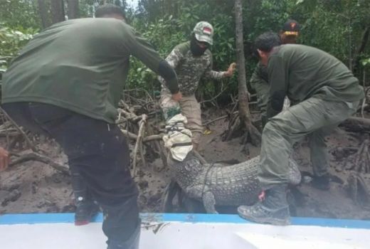 Buaya Tangkapan Warga Konawe Selatan Dievakuasi Petugas BKSDA, Begini Nasibnya - GenPI.co SULTRA