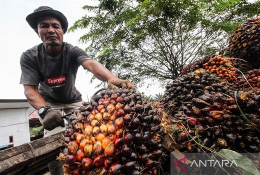 Apkasindo Sultra Tuding Ada Oknum Cari Untung Buah Sawit, Waduh - GenPI.co SULTRA