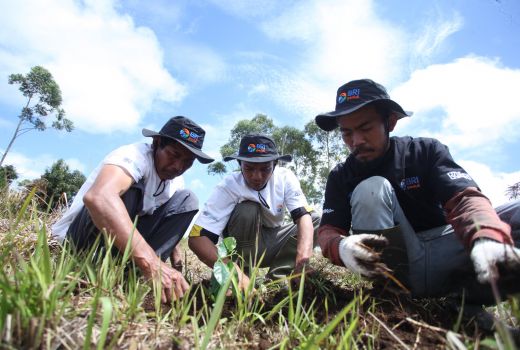 BRI Peduli Grow & Green Lestarikan Danau Toba dengan Menanam 2.500 Bibit Pohon di Samosir - GenPI.co SULTRA