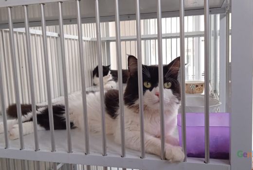 Ada Hotel Kucing di Kendari, Solusi Peliharaan Ditinggal Mudik - GenPI.co SULTRA