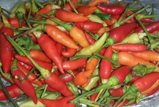 Intip Harga Cabai di Pasar Kendari, Paling Murah Rp25 Ribu - GenPI.co SULTRA