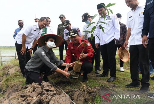 Petani di Banyuasin Ketiban Durian Runtuh dari Lahan Gambut - GenPI.co SUMSEL