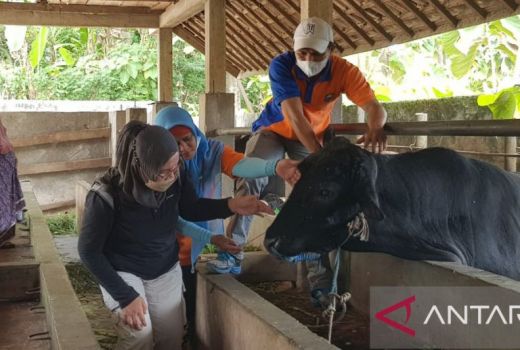 Begini Cara Pemkab OKU Antisipasi Penyakit Mulut dan Kaki - GenPI.co SUMSEL