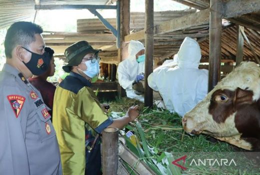 Diskannak OKU Imbau Konsumen Teliti Beli Daging Sapi di Pasaran - GenPI.co SUMSEL