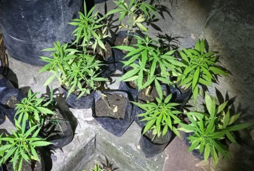 Tanam Ganja di Belakang Rumah, 2 Warga OKU Timur Ditangkap Polisi - GenPI.co SUMSEL