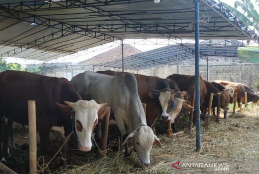 Sapi di Palembang Terpaksa Diobati Pakai Paracetamol dan Amoxilin - GenPI.co SUMSEL