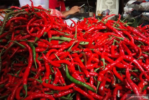 Penjelasan Disperindag OKU Soal Naiknya Harga Cabai Merah - GenPI.co SUMSEL