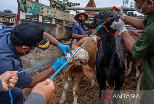 Antisipasi PMK Pada Hewan Kurban, Pemkot Palembang Terjunkan Tim - GenPI.co SUMSEL