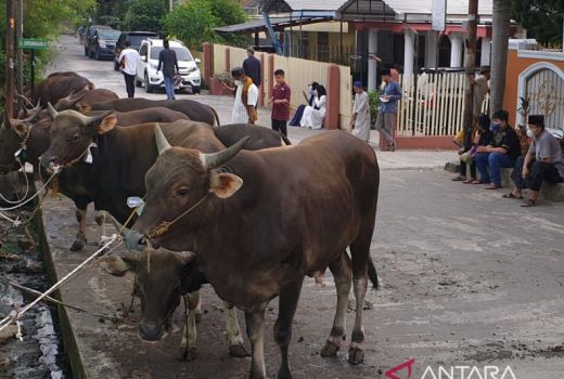 Cegah PMK, Warga Palembang Diimbau Teliti Beli Hewan Kurban - GenPI.co SUMSEL