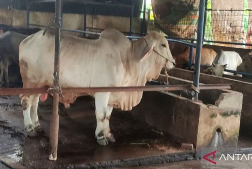 DPP Kota Palembang: Setiap Sapi yang Sakit Harus Dikarantina - GenPI.co SUMSEL
