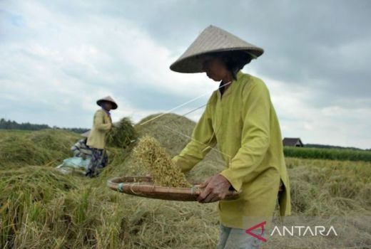 Para Petani di OKU Menjerit, Pemkab Kirim Surat ke Kementan - GenPI.co SUMSEL