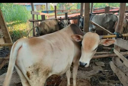 DPKP Palembang Beri Surat Keterangan Sehat ke Ribuan Hewan Kurban - GenPI.co SUMSEL