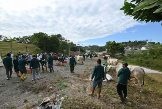 Rayakan Iduladha, PTBA Salurkan 196 Sapi dan 62 Kambing - GenPI.co SUMSEL