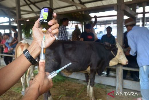Cegah Penyakit Mulut dan Kuku, Ribuan Sapi di OKU Timur Divaksin - GenPI.co SUMSEL