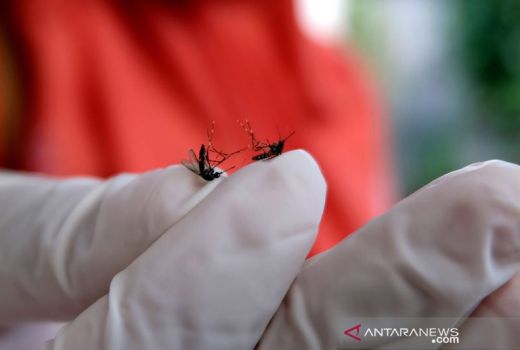 Kasus DBD Menggila di Palembang, Dinkes Minta Warga Waspada - GenPI.co SUMSEL