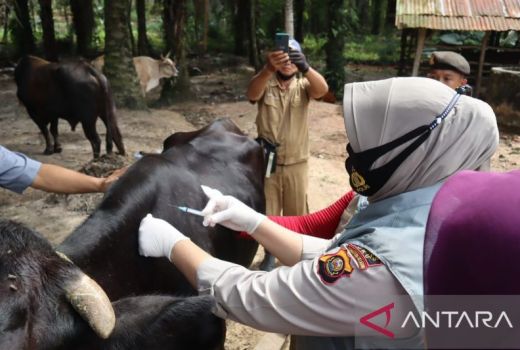 Cegah Tertular PMK, 100 Ekor Sapi Ternak di OKU Disuntik Vaksin - GenPI.co SUMSEL