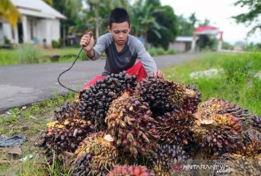 Atasi Harga TBS, Apkasindo Bakal Bangun Pabrik Sawit di Sumsel - GenPI.co SUMSEL