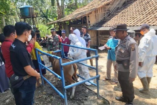 Cegah PMK, Puluhan Sapi di OKU Diberi Vaksin Dosis Kedua - GenPI.co SUMSEL
