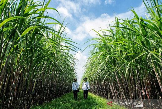 Muba Ketiban Untung, Uang Investor Bakal Mengalir ke Kebun Tebu - GenPI.co SUMSEL