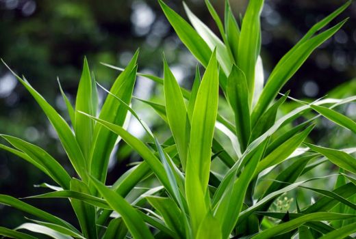 Daun Suji Punya Manfaat Luar Biasa, Cewek Bakal Ketagihan - GenPI.co SUMSEL