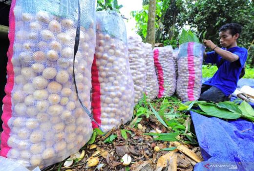 Hama Serang Ratusan Hektare Pohon Duku, Distan OKU Turunkan Tim - GenPI.co SUMSEL